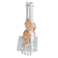 Modèle d'anatomie de l'articulation du genou grandeur nature avec ligaments, en PVC, pour la formation des infirmières et l'enseignement de démonstration