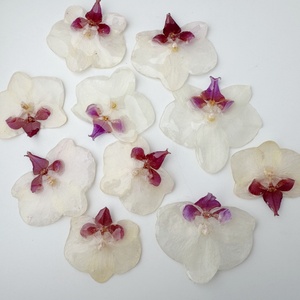 Pingente de Orquídea Seca Real em Resina UV Ecológica, Delicado e Elegante, em Várias Cores, para Colar e Brinco - Product Image 5
