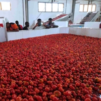 Productielijn voor tomatenpuree met hoge capaciteit / PLC-gestuurde machine voor het maken van fruitsap en saus / Turnkey project