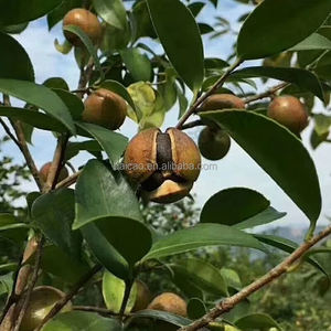 10:1 20:1薬用リグスチリド用バルクアンジェリカ根エキス粉末伝統的な中国の医療材料 - Product Image 3