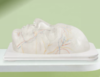 Modelo Facial Transparente para Inyecciones Viales y Nerviosas, para Entrenamiento de Vasos Sanguíneos, Modelo Facial Médico y Cosmético