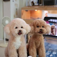 Sculpture 3D personnalisée en peluche super douce de portrait d'animal de compagnie, chien, chat, figurine réaliste, décoration créative pour la maison, souvenir