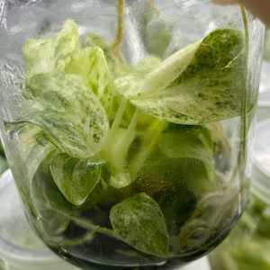 Filodendro Giganteum Blizzard Variegato all'Ingrosso, <span class=keywords><strong>Piante</strong></span> Tropicali Rare per Vivai e Collezionisti - Product Image 2