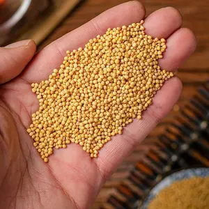 Qingchun especiarias Vendas Diretas da Fábrica de Mostarda Amarela especiarias sementes inteiras de mostarda