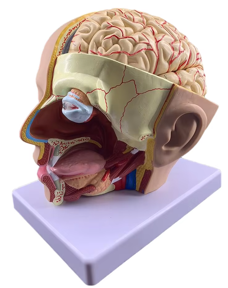 3D Anatomix Human Brain Anatomy Model with 4 Removable Parts for ...