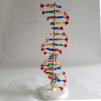 Modèle médical de structure génétique humaine Modèle de structure à double hélice d'ADN