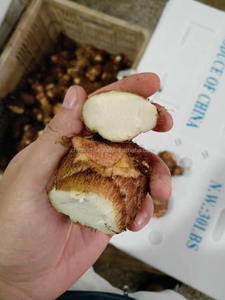 Taro Fresco al por Mayor (<span class=keywords><strong>Colocasia</strong></span> Esculenta) Cosecha 2026 para Exportación - Product Image 3
