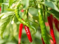 Graines de piment rouge RTY, très piquantes, hybrides, à haut rendement, fournisseur en gros, export