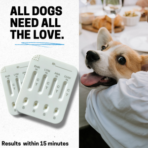 Kit de prueba combinado de venta directa de fábrica EHR-Ab/LYM-Ab/ANA-Ab/CHW-Ag 4 en 1 para detección para veterinarios Tira de prueba rápida de antígeno - Product Image 3