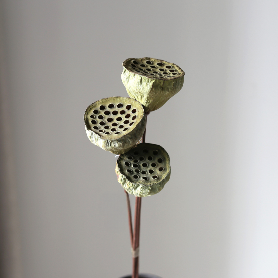 Iron-stemmed Lotus Pod (large)