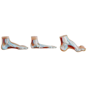 ADA enseñanza médica PVC Palma anatomía modelo para aprender normal arqueado pie plano anatomía - Product Image 3