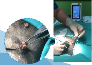 Vente flash Dimed 980nm 15w Diode Laser <span class=keywords><strong>Chirurgie</strong></span> <span class=keywords><strong>vétérinaire</strong></span> et physiothérapie Chien Chat Cheval - Product Image 2