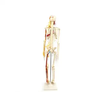 Esqueleto humano de plástico de PVC educativo de 85 cm con modelo de nervios modelo de enseñanza modelo de anatomía
