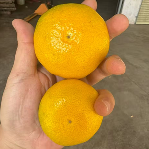 Mandarinas Frescas <span class=keywords><strong>de</strong></span> Alta Calidad, Cítricos Dulces con Sabor a Miel, Cultivadas, al Mejor Precio, Directo <span class=keywords><strong>de</strong></span> Fábrica - Product Image 1