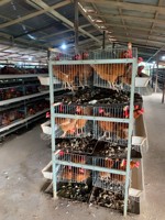 Cage d'élevage de poussins de type H personnalisée pour 5000 à 50000 oiseaux – Aménagement complet de ferme avicole et devis – Taux de survie élevé des poussins