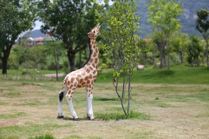 Decoración de Parque al Aire Libre, Jirafa de Fibra de Vidrio Personalizada, Estatua de Jirafa de Resina Realista de Gran Tamaño, Jirafa de Tamaño Real - Product Image 3