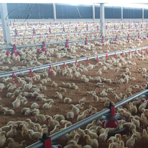 <span class=keywords><strong>Maison</strong></span> de poulets de chair automatique à bas prix à <span class=keywords><strong>vendre</strong></span> en Algérie - Product Image 2