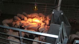 Nouveau système de stylo de pépinière isolé avec plancher à lattes en plastique pour le soin des porcs - Product Image 3