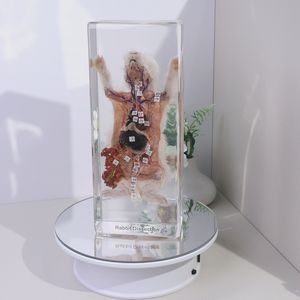 本物の動物樹脂標本剥製ウサギ解剖高校のための教育玩具 - Product Image 1