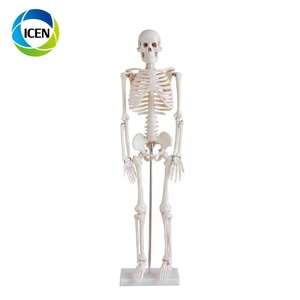 EN 101 <span class=keywords><strong>Corps</strong></span> <span class=keywords><strong>Corps</strong></span> <span class=keywords><strong>Humain</strong></span> Modèle Squelette Modèle Médecine Anatomie Fournitures D'enseignement D'enseignement Médical - Product Image 3