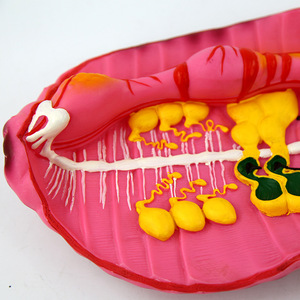 Modèle d'anatomie de l'annelotte de Qinghua, instruments et aides pédagogiques pour la démonstration de l'annelotte, modèle d'animal segmenté pour la microbiologie - Product Image 1