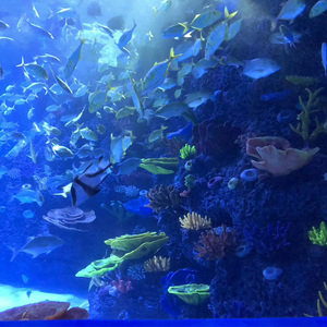 حوض أسماك أكريليك صديق للبيئة عالي الكثافة بدون فواصل مقاوم للماء والكسر مع نفق عالم تحت الماء - Product Image 2