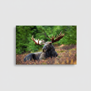 Rustic Moose Canvas Wall Art: Lodge Decor Printed Canvas,<b>WRAPPED</b> CANVAS - Product Image 2