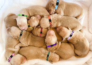 Gesper pengaman kotoran anak anjing kecil, aksesori kerah anjing nilon lembut 20 warna anak anjing anjing dengan kerah gesper logam