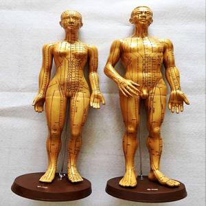 Modelo de meridianos de acupuntura masculino y femenino, color cobre, 50 cm, 48 cm, herramienta educativa médica - Product Image 1