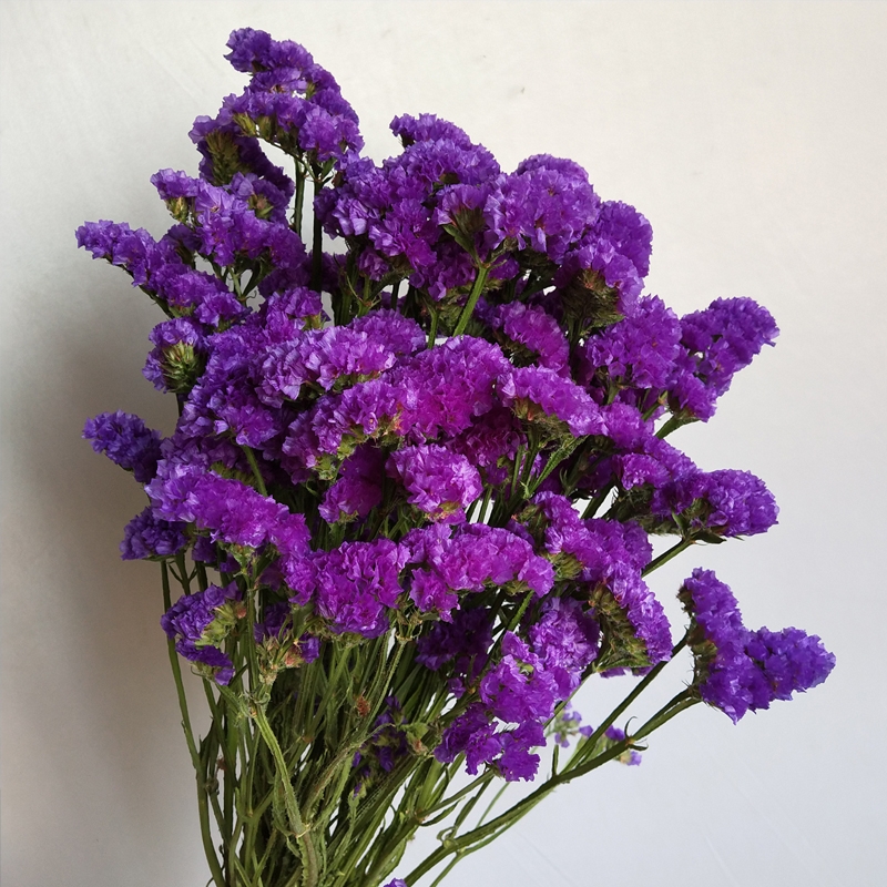 Pourpre