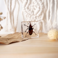 Insectes et animaux réels, design microscène, 38*38mm, araignée-loup, bloc de résine, petite maison, décoration de chambre, décoration de la maison, articles de décoration de table
