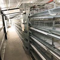 Système de cages à poules automatiques de type H, équipement avicole galvanisé à chaud pour les élevages commerciaux de poules pondeuses
