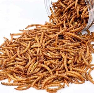 Hot <strong>Sale</strong> Wholesale High Quality Tenebrio Molitor Dried Mealworm High-Protein Organic <strong>for</strong> Birds Food with Vitamins &amp; Minerals - Product Image 1
