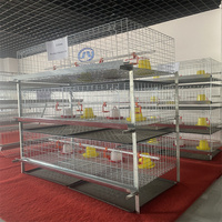 Cages à batterie pour volailles, poules pondeuses, dimensions pour 1000 cages à poules pondeuses