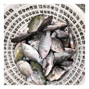 Dondurulmuş deniz ürünleri balık Tilapia tüm yuvarlak çin'den IQF 10 kg Tilapia WR balık istikrarlı kaynağı ile - Product Image 4