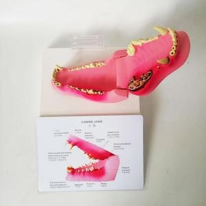 Veteriner Ağız Anatomisi Öğretimi için Diş Hastalığı Patolojisi içeren Köpek Çene Modeli - Product Image 3