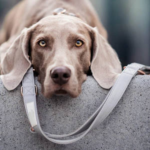 Collares de lujo personalizados para mascotas, correas de cuero genuino, lisa, de imitación, vegana, collar de piel auténtica para perro y conjunto de correa - Product Image 2