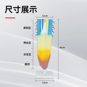 Modèle de section longitudinale de racine, modèle de recherche sur l'anatomie du système racinaire des plantes, instrument pédagogique scientifique pour les élèves du collège et du lycée - Product Image 1