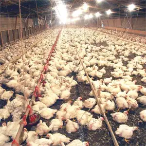 High Quality Easy Installation Automatic Chicken Farming Equipment For Poultry