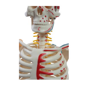 Modello di <span class=keywords><strong>Scheletro</strong></span> Umano da 85cm con Marcature Muscolari, Dischi Intervertebrali e Radici Nervose, Modello Completo in PVC per Insegnamento Medico - Product Image 2