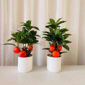 <span class=keywords><strong>ต้น</strong></span>ไม้ผลไม้จิ๋วแบบข้ามพรมแดน <span class=keywords><strong>ต้น</strong></span>ไม้ผลไม้ในกระถางโฟม <span class=keywords><strong>ต้น</strong></span>ไม้ผลไม้สามหัว ตกแต่งบ้านในร่ม <span class=keywords><strong>ต้น</strong></span>ไม้สำหรับตกแต่งหน้าต่าง - Product Image 3