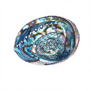 Conchas de Abulón Naturales Ecológicas al Mejor Precio, Estilo Náutico Animal, Decoración del Hogar, Regalo de Boda, Directamente del Número Uno de Vietnam - Product Image 4