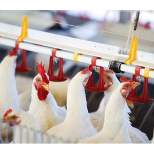 Nueva condición, juego <span class=keywords><strong>de</strong></span> <span class=keywords><strong>bebederos</strong></span> automáticos <span class=keywords><strong>para</strong></span> pezones <span class=keywords><strong>de</strong></span> granja, <span class=keywords><strong>bebederos</strong></span> <span class=keywords><strong>y</strong></span> <span class=keywords><strong>comederos</strong></span> <span class=keywords><strong>de</strong></span> Material PP <span class=keywords><strong>para</strong></span> <span class=keywords><strong>pollos</strong></span> - Product Image 4