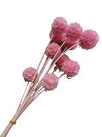 Fleur de Scabiosa Éternelle Préservée Bourgogne Têtes de Fleurs Séchées Tiges Éternelles Remplissage de Bouquet DIY Décoration de Mariage Vente en Gros