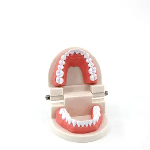 Medische Kleine Tandheelkundige Menselijk Tand Hygiëne Model Voor Educatief Model