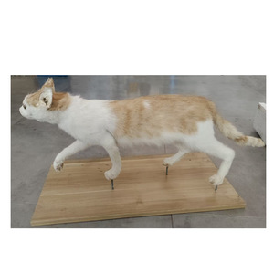 Taxiderm Manufacturers, Dog Taxidermization, Dog Simulation Taxiderm, Pet <b>Animal</b> Taxiderm, Taxiderm for Herbarium Exhibition - Product Image 2