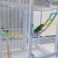 Échelle d'escalade pour perroquet, balançoire, jouet à mâcher en bois, corde suspendue, accessoires pour cage à oiseaux, perchoir, jouet en spirale, écologique