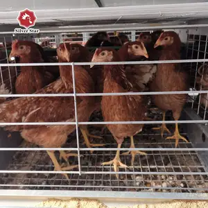 Système de cage de poulet de ferme avicole pour les éleveurs de poulet