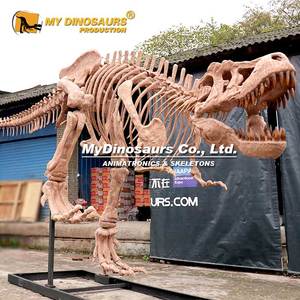 ผลิตภัณฑ์นิทรรศการไดโนเสาร์ <span class=keywords><strong>My</strong></span> Dino DS-<span class=keywords><strong>101</strong></span> รูปปั้นโครงกระดูกไดโนเสาร์ทีเร็กซ์ทำจากไฟเบอร์กลาส - Product Image 5