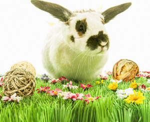 Jouet à mâcher <span class=keywords><strong>pour</strong></span> lapins naturels, <span class=keywords><strong>balle</strong></span> à jouer <span class=keywords><strong>pour</strong></span> chinchillas, <span class=keywords><strong>bois</strong></span> et emballage <span class=keywords><strong>en</strong></span> carton, jouet <span class=keywords><strong>pour</strong></span> ronger les dents <span class=keywords><strong>pour</strong></span> lapins et hamsters - Product Image 6
